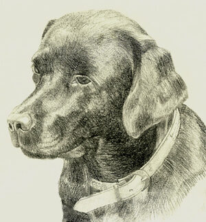 Zeichnung eines Hundes gemalt von Julia Bauernfeind