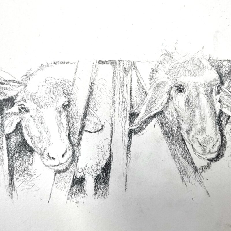 Zeichnung von Schafen gemalt von Julia Bauernfeind