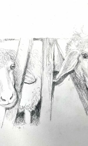 Zeichnung von Schafen gemalt von Julia Bauernfeind
