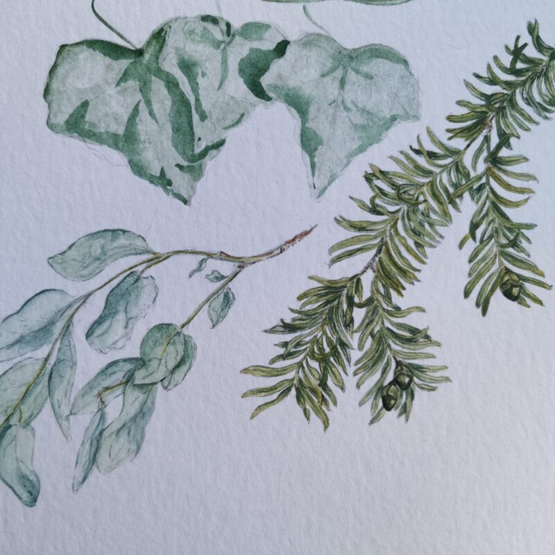 Winter Botanicals - Immergrün, Wintergrün