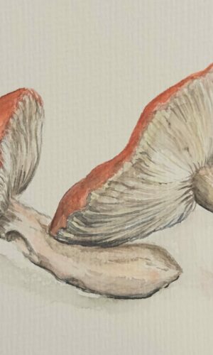Schwammerl und Pilze in Aquarell Kunstkurs