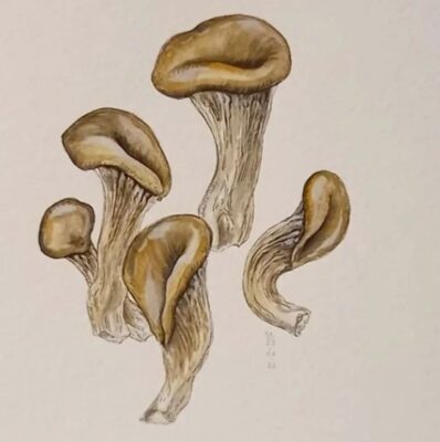 Schwammerl und Pilze in Aquarell Kunstkurs