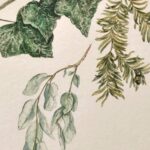 WinterBotanicals – Immergrün in Aquarell